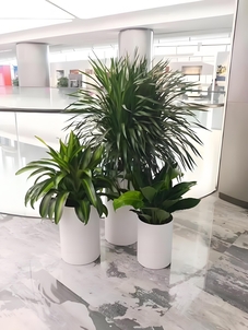 “速看！杭州湾植物出租，尽享实惠绿色美验